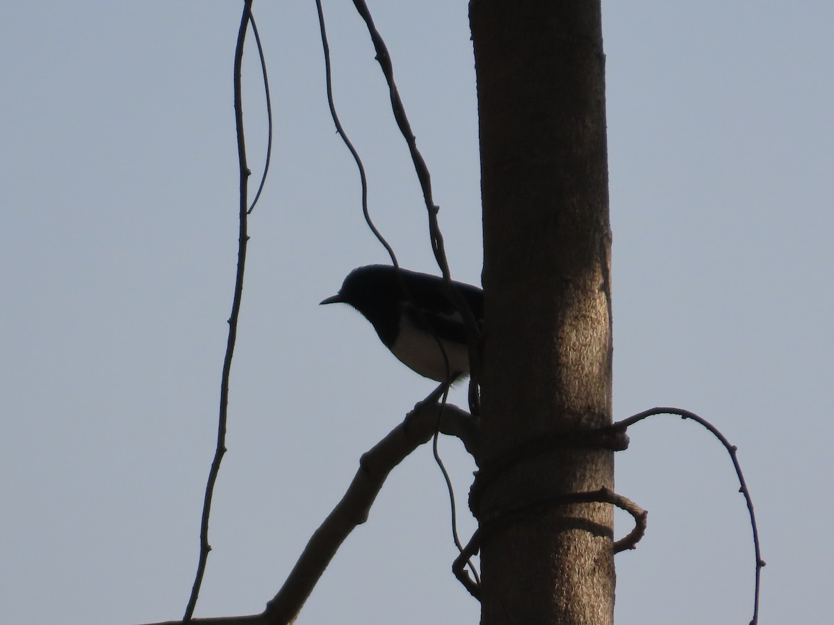 Oriental Magpie-Robin - ML646781827