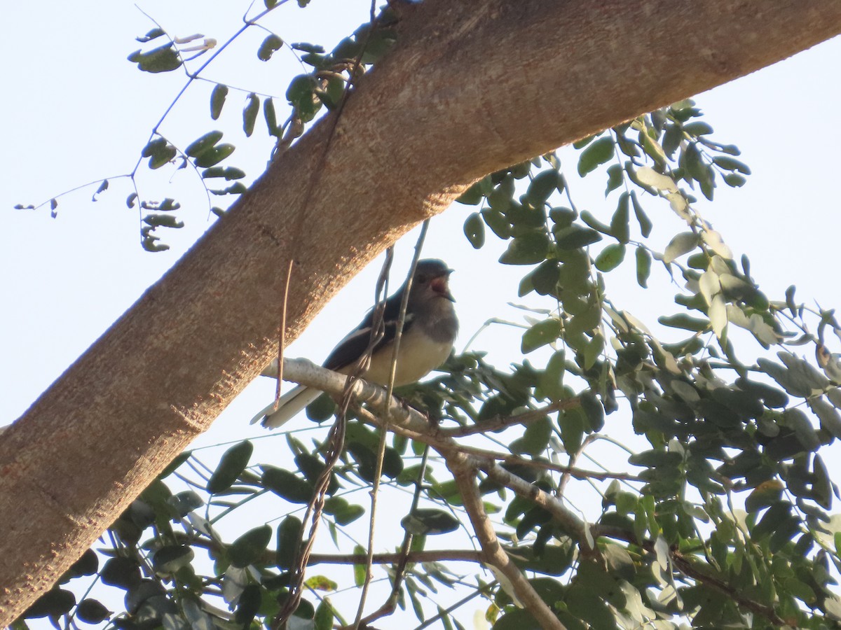 Oriental Magpie-Robin - ML646781828