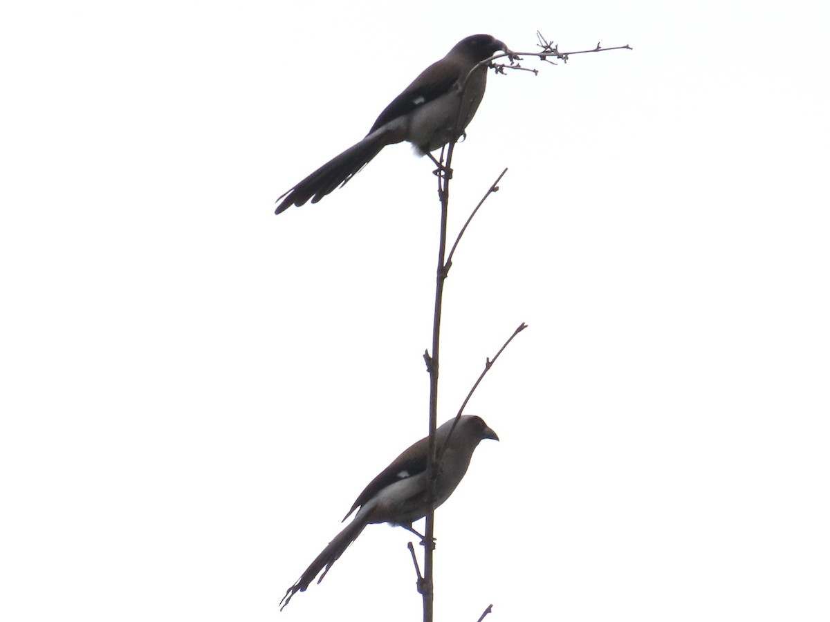 Gray Treepie - ML646781830