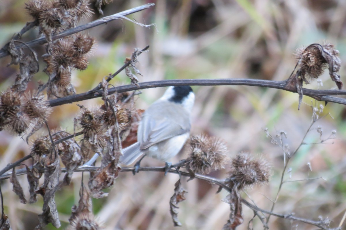 Marsh Tit - ML646781831