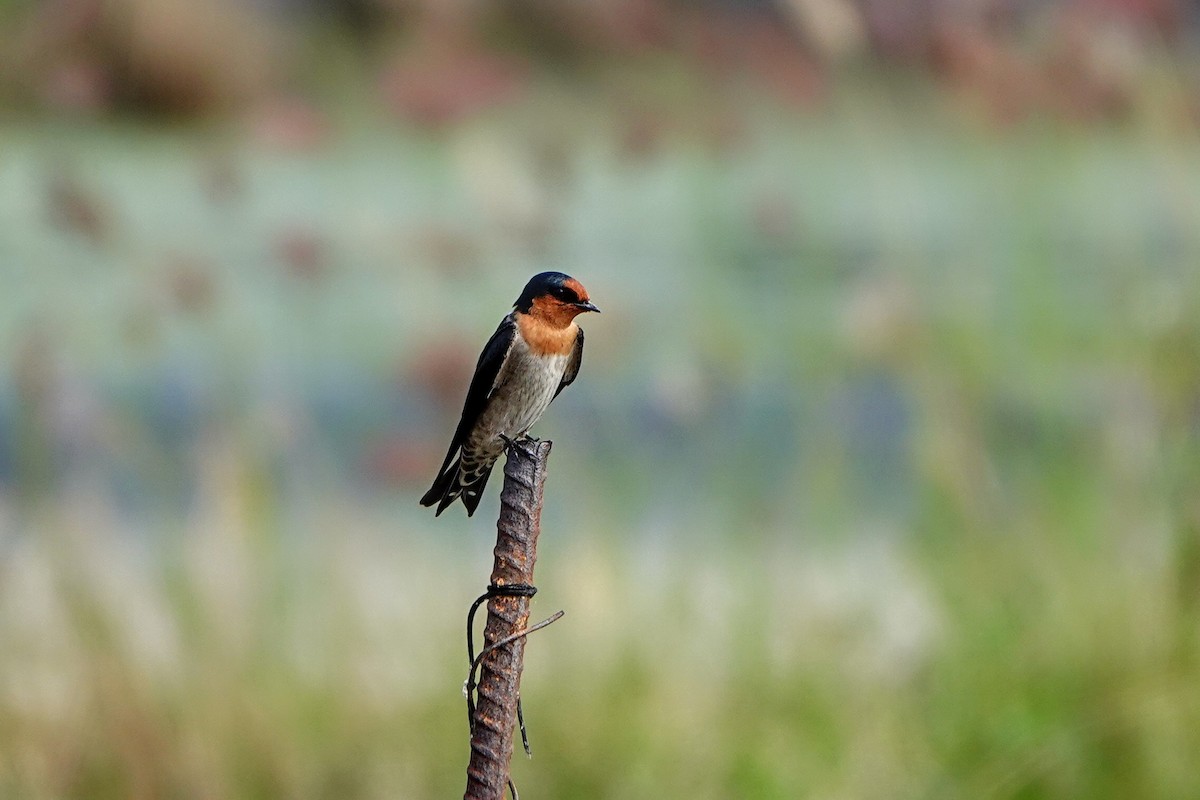 Pacific Swallow - ML646781832