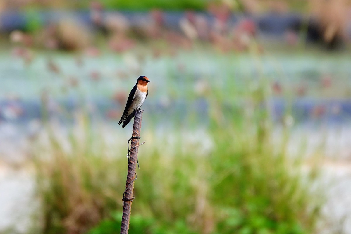Pacific Swallow - ML646781833