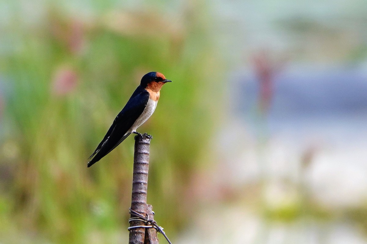 Pacific Swallow - ML646781834