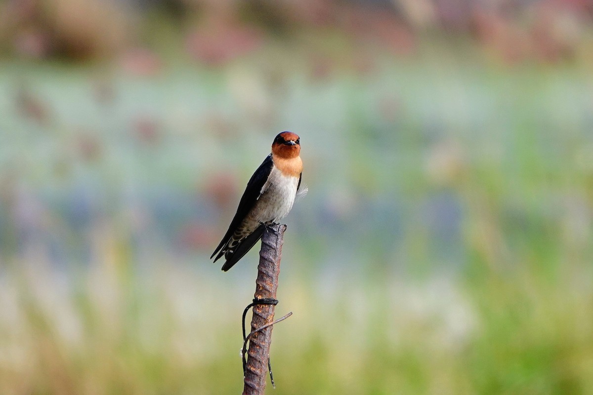Pacific Swallow - ML646781835