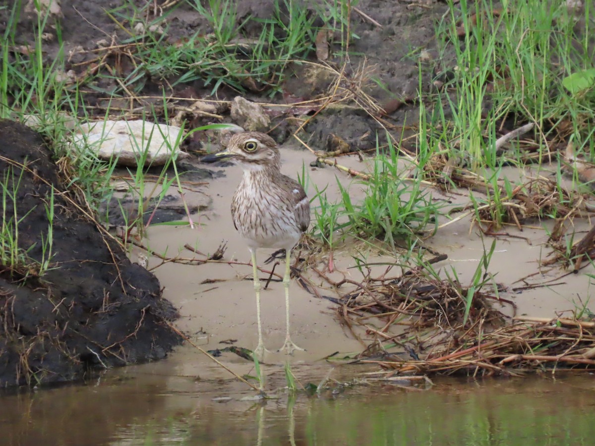 Water Thick-knee - ML646781836