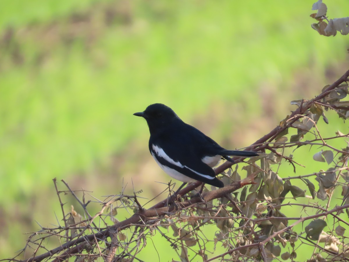 Oriental Magpie-Robin - ML646781837