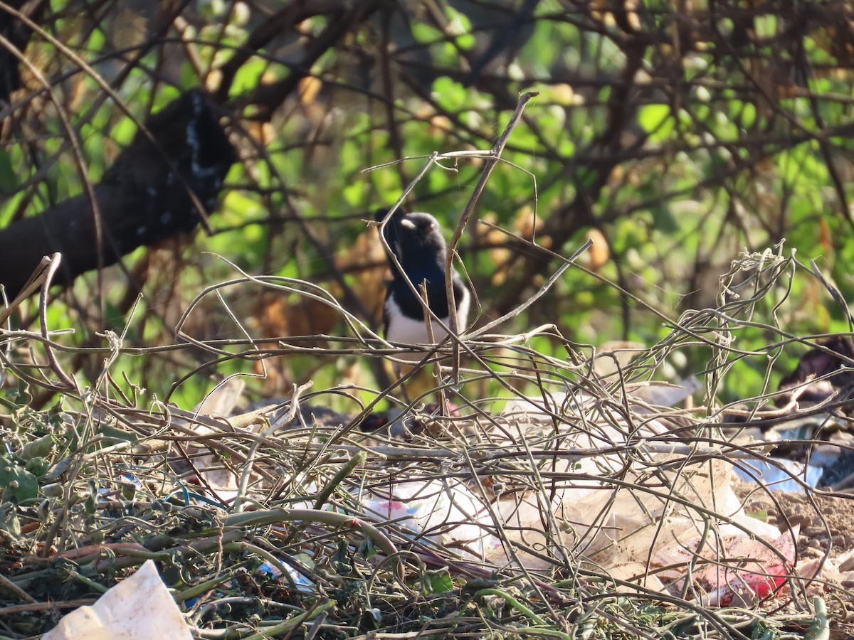 Oriental Magpie-Robin - ML646781838