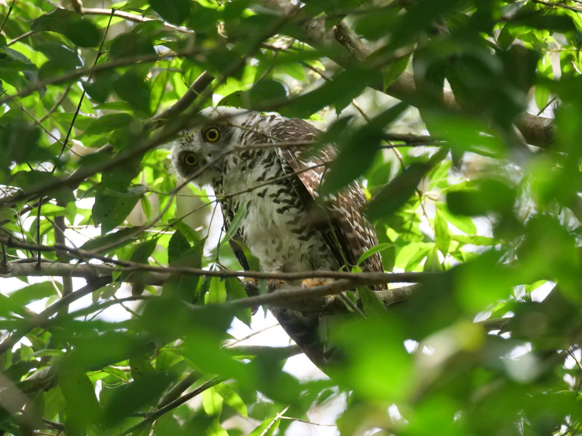 Powerful Owl - ML646781839