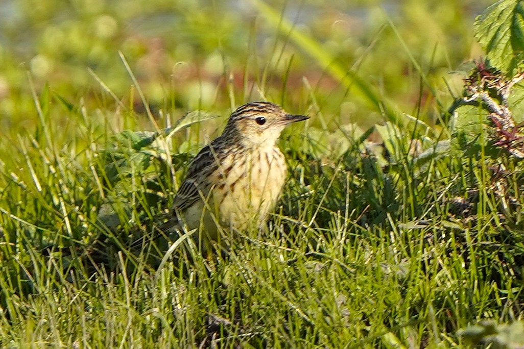 Yellowish Pipit - ML646781840
