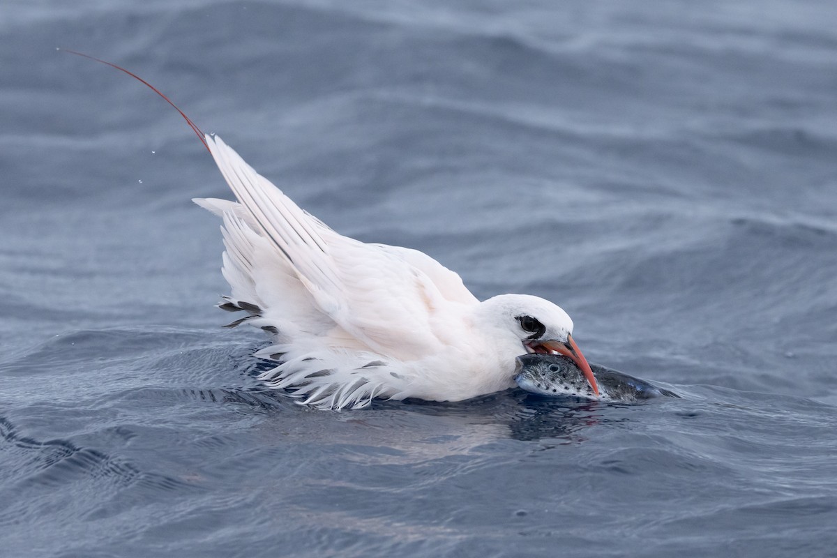 Red-tailed Tropicbird - ML646781842