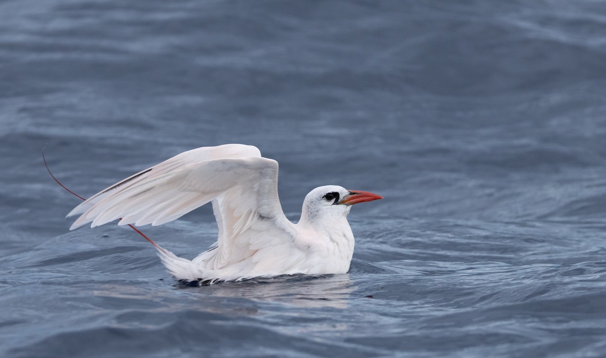 Red-tailed Tropicbird - ML646781843