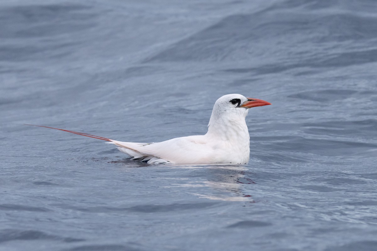 Red-tailed Tropicbird - ML646781844