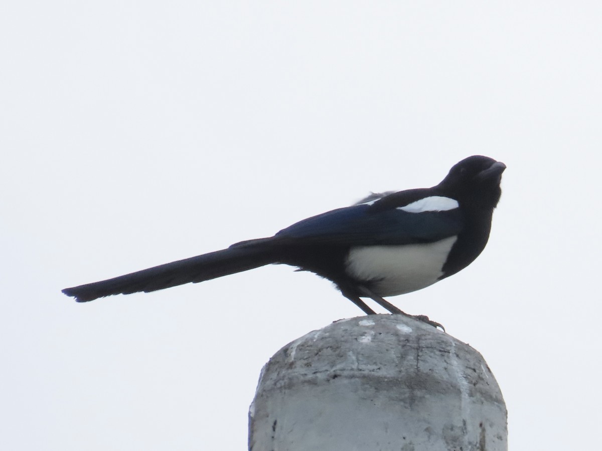 Oriental Magpie - ML646781845