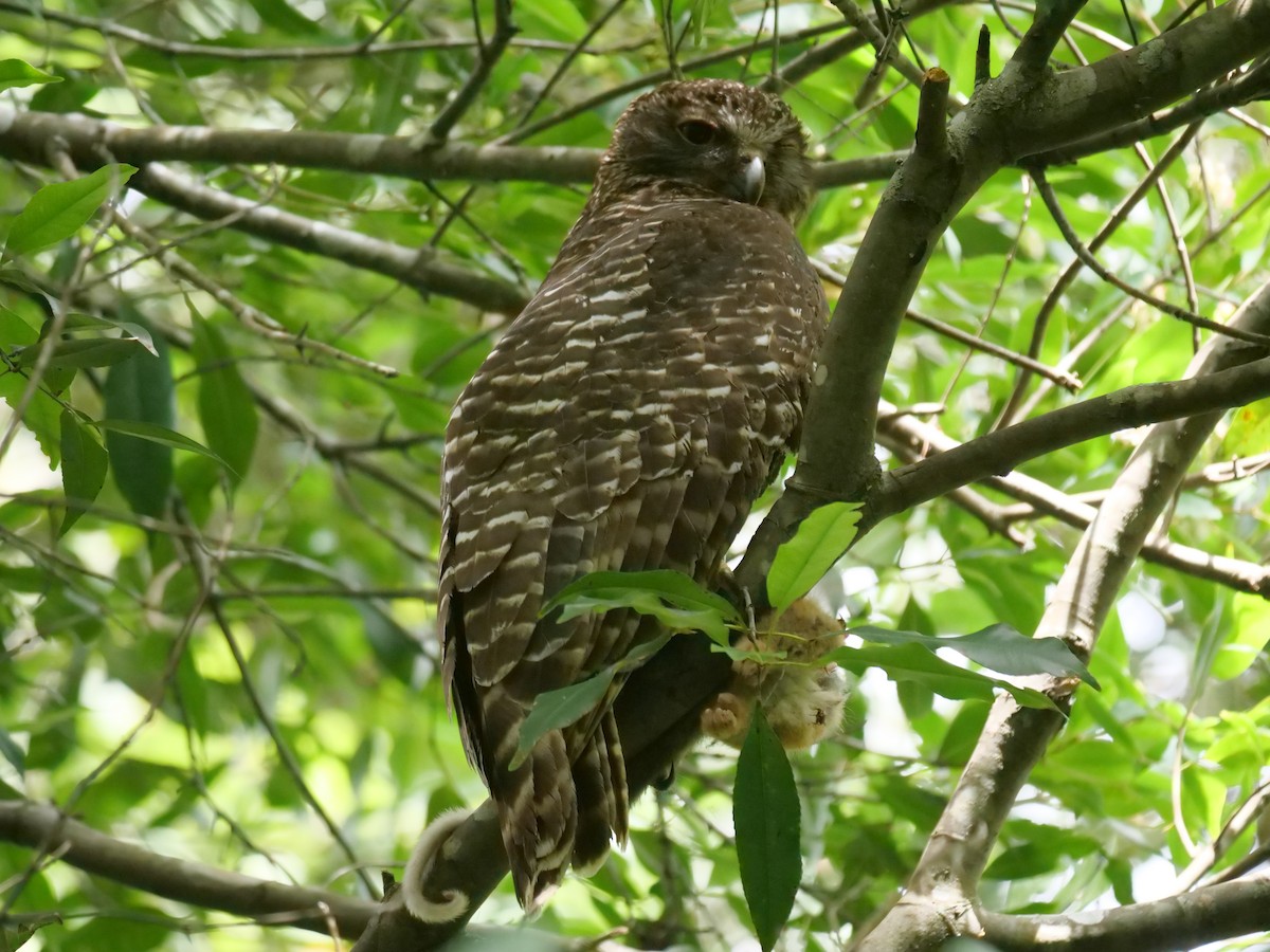 Powerful Owl - ML646781850