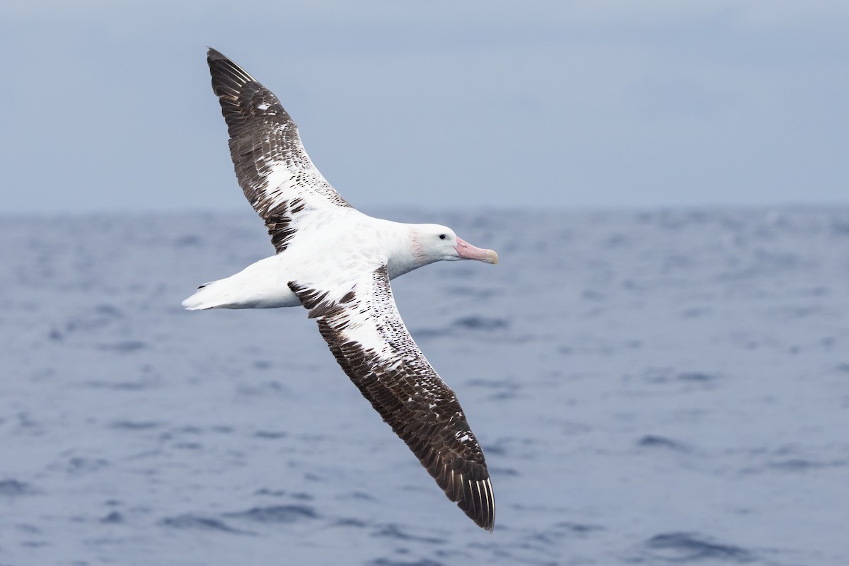 Antipodean Albatross (Gibson's) - ML646781852