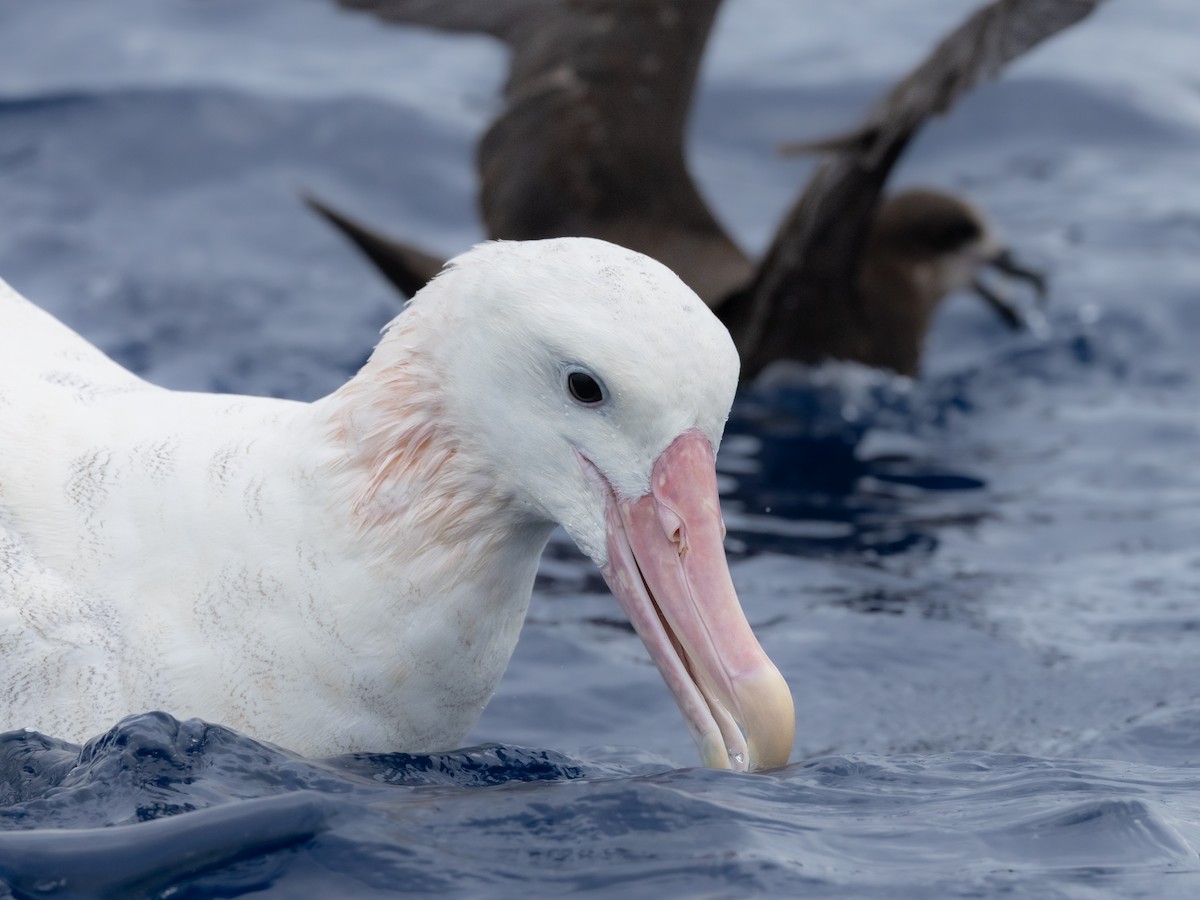 Antipodean Albatross (Gibson's) - ML646781853