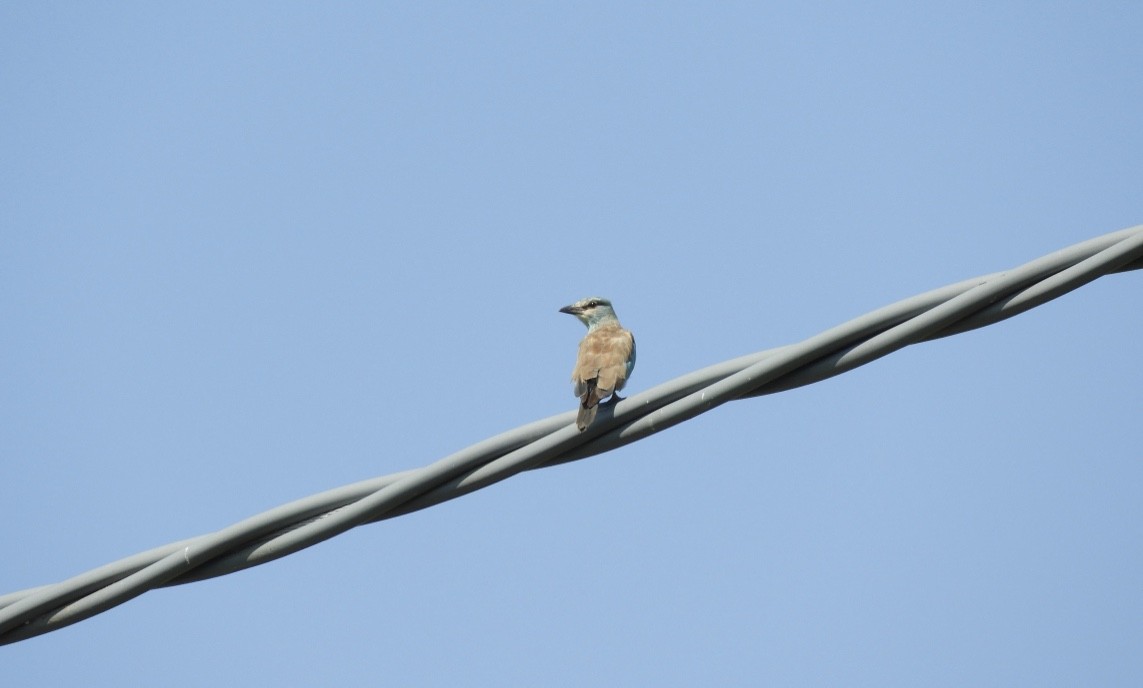 European Roller - ML646781856