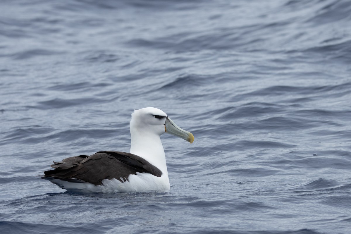 White-capped Albatross - ML646781857
