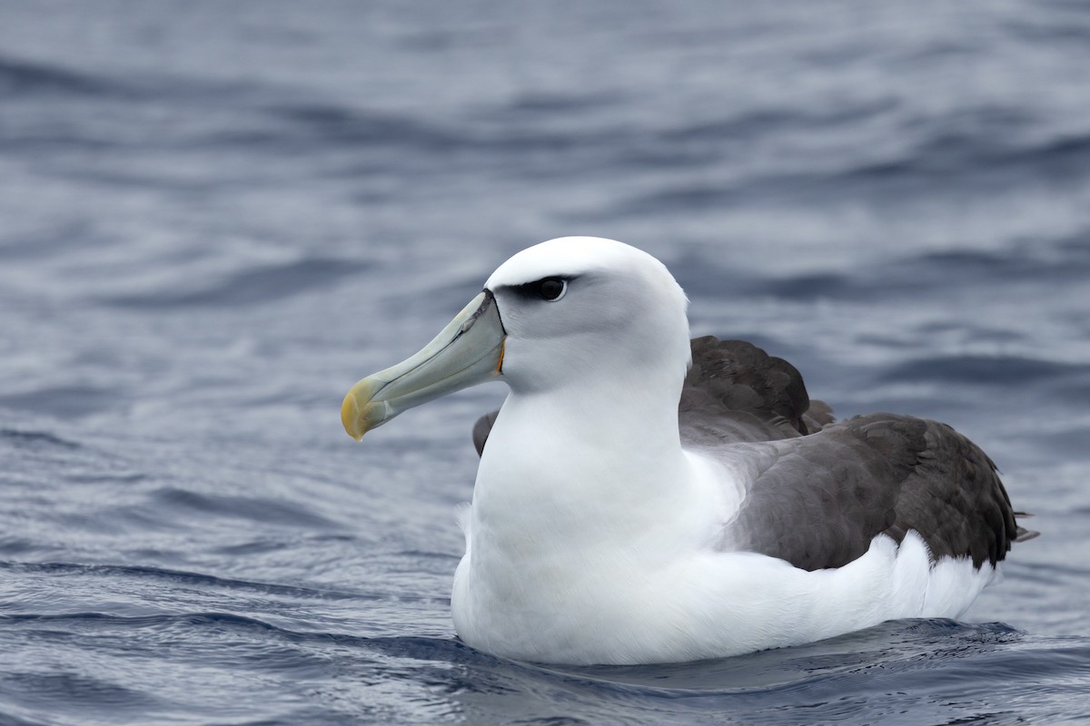 White-capped Albatross - ML646781858