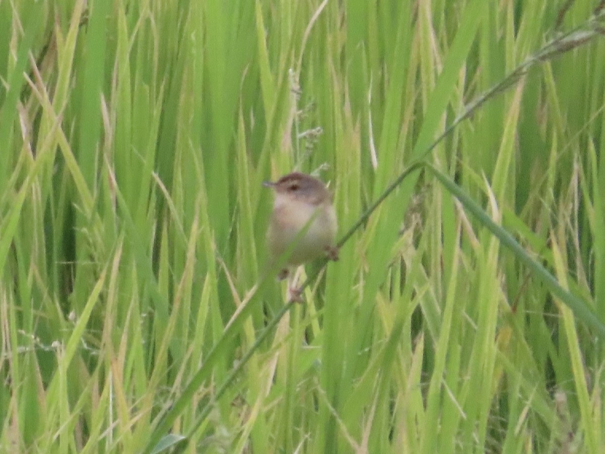 Plain Prinia - ML646781859