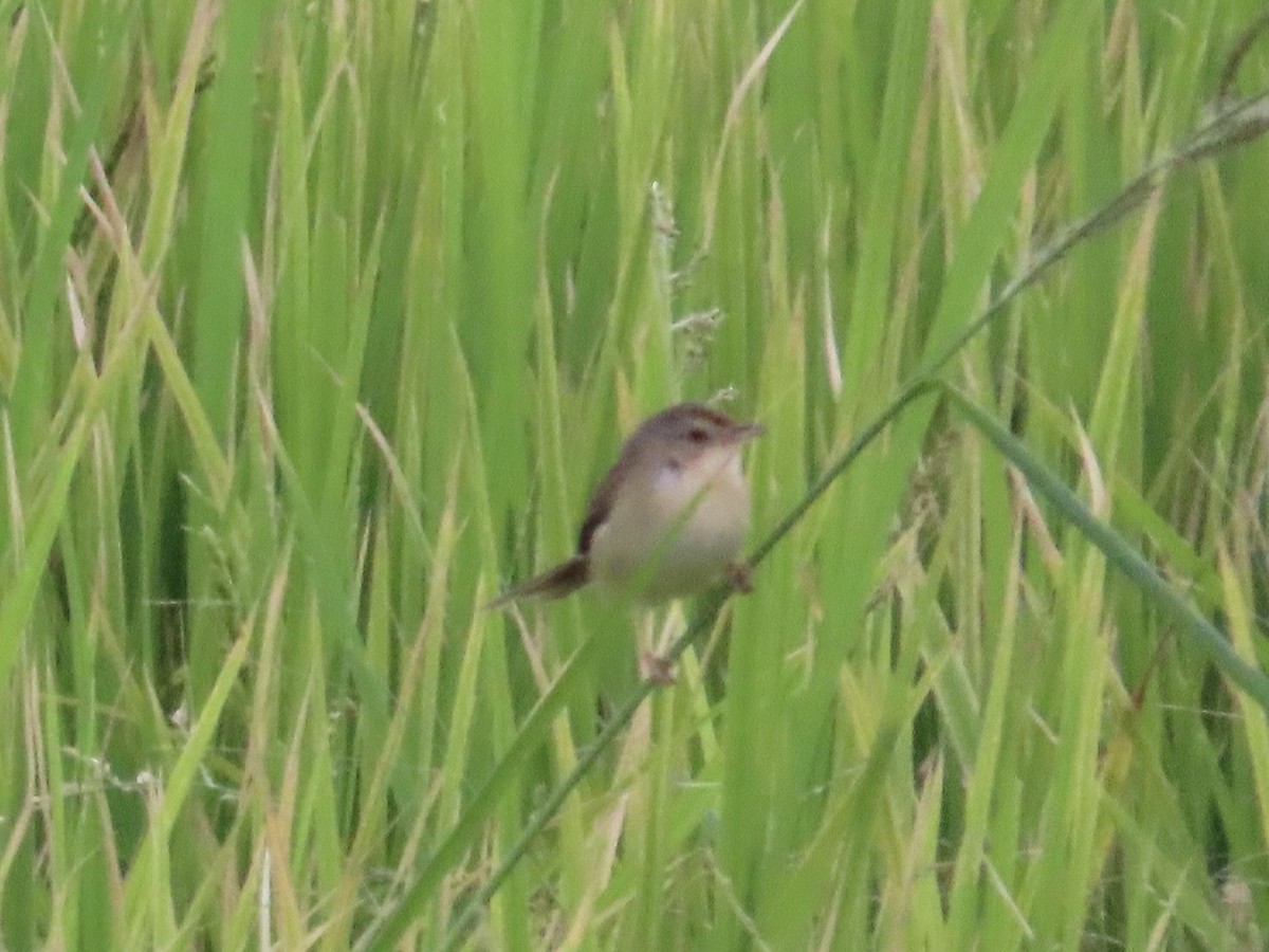 Plain Prinia - ML646781860