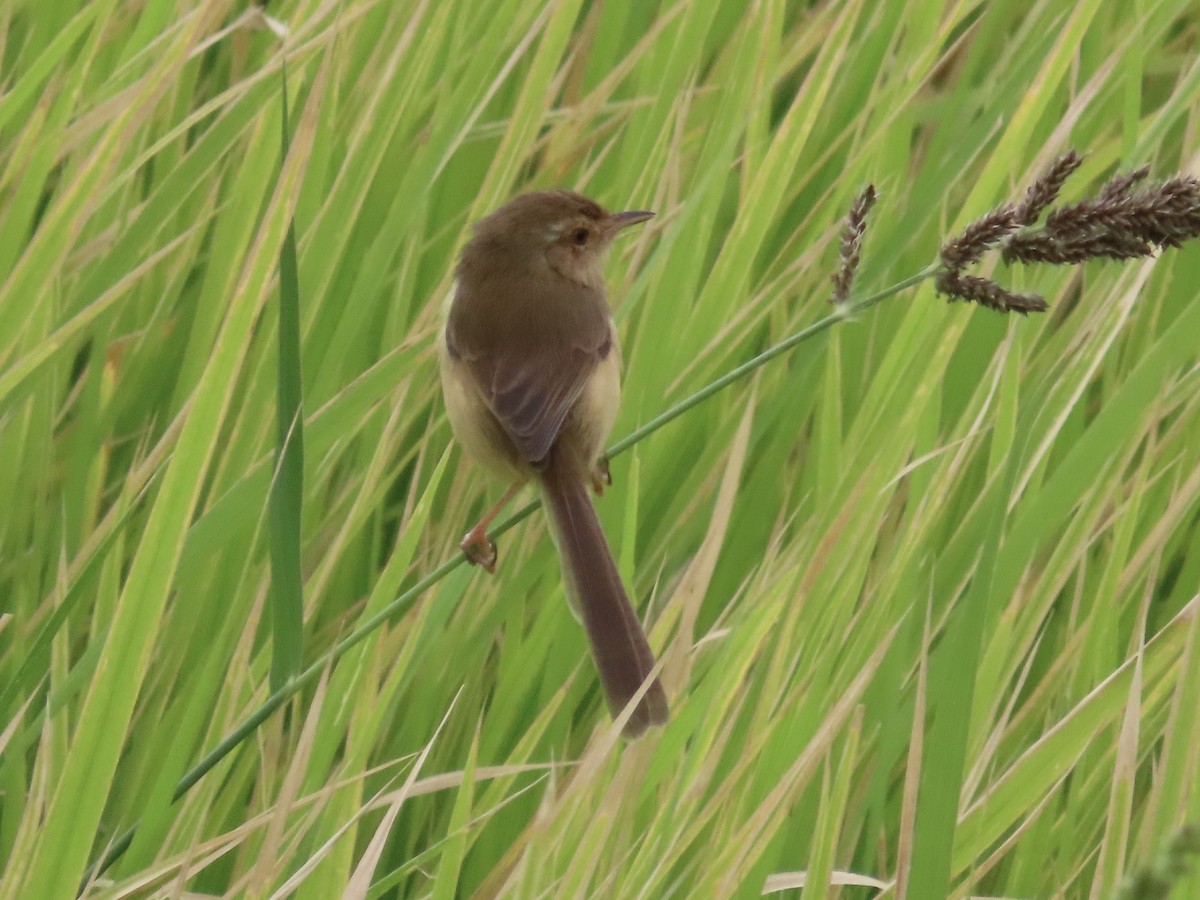 Plain Prinia - ML646781861