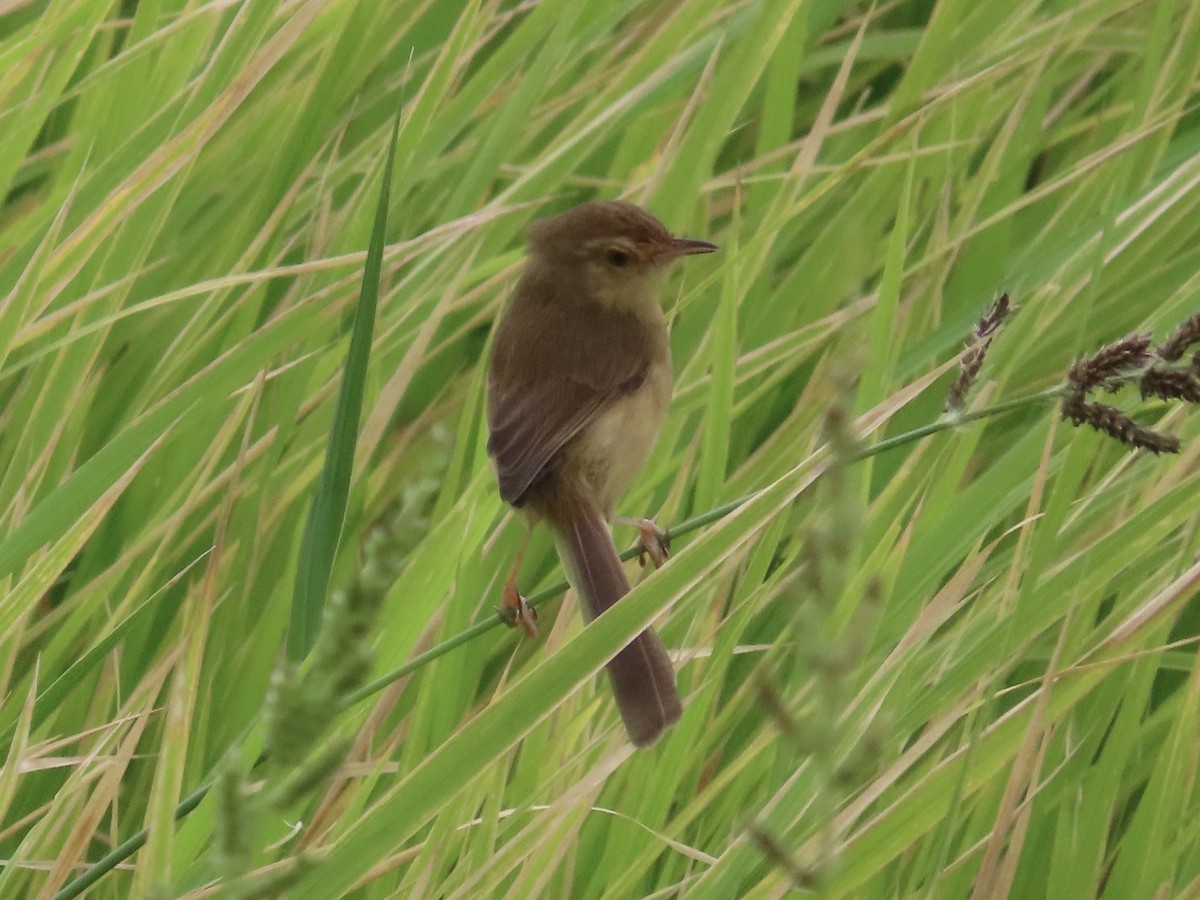 Plain Prinia - ML646781862
