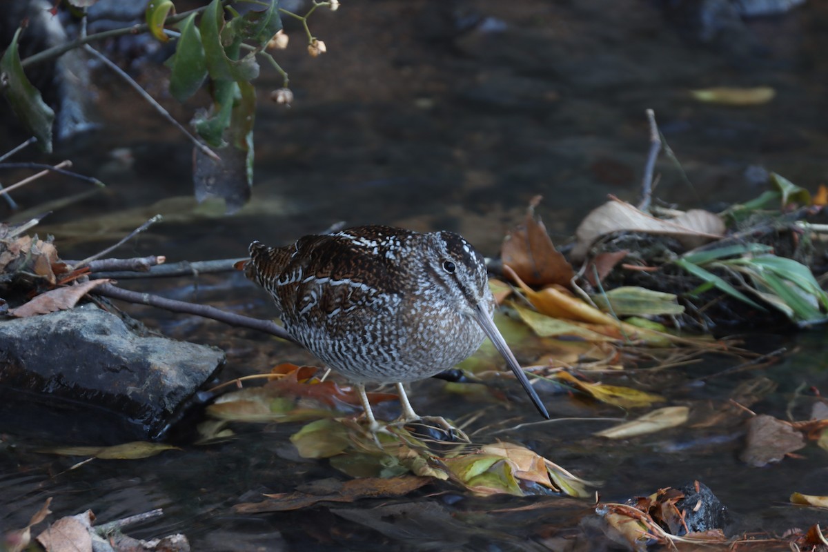 孤田鷸 - ML646781863