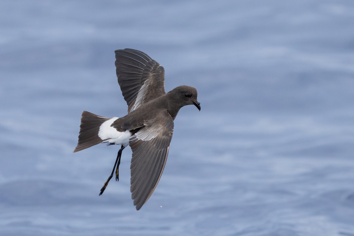Wilson's Storm-Petrel - ML646781864