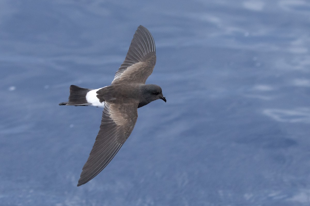 Wilson's Storm-Petrel - ML646781865