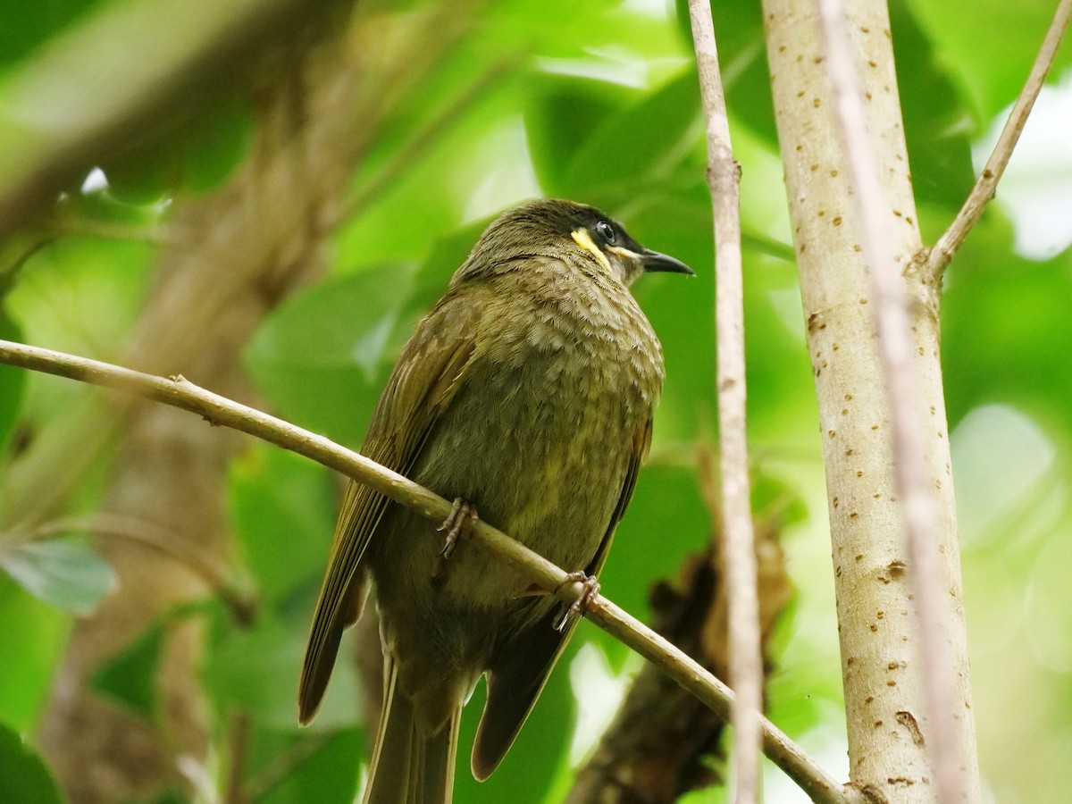 Lewin's Honeyeater - ML646781867
