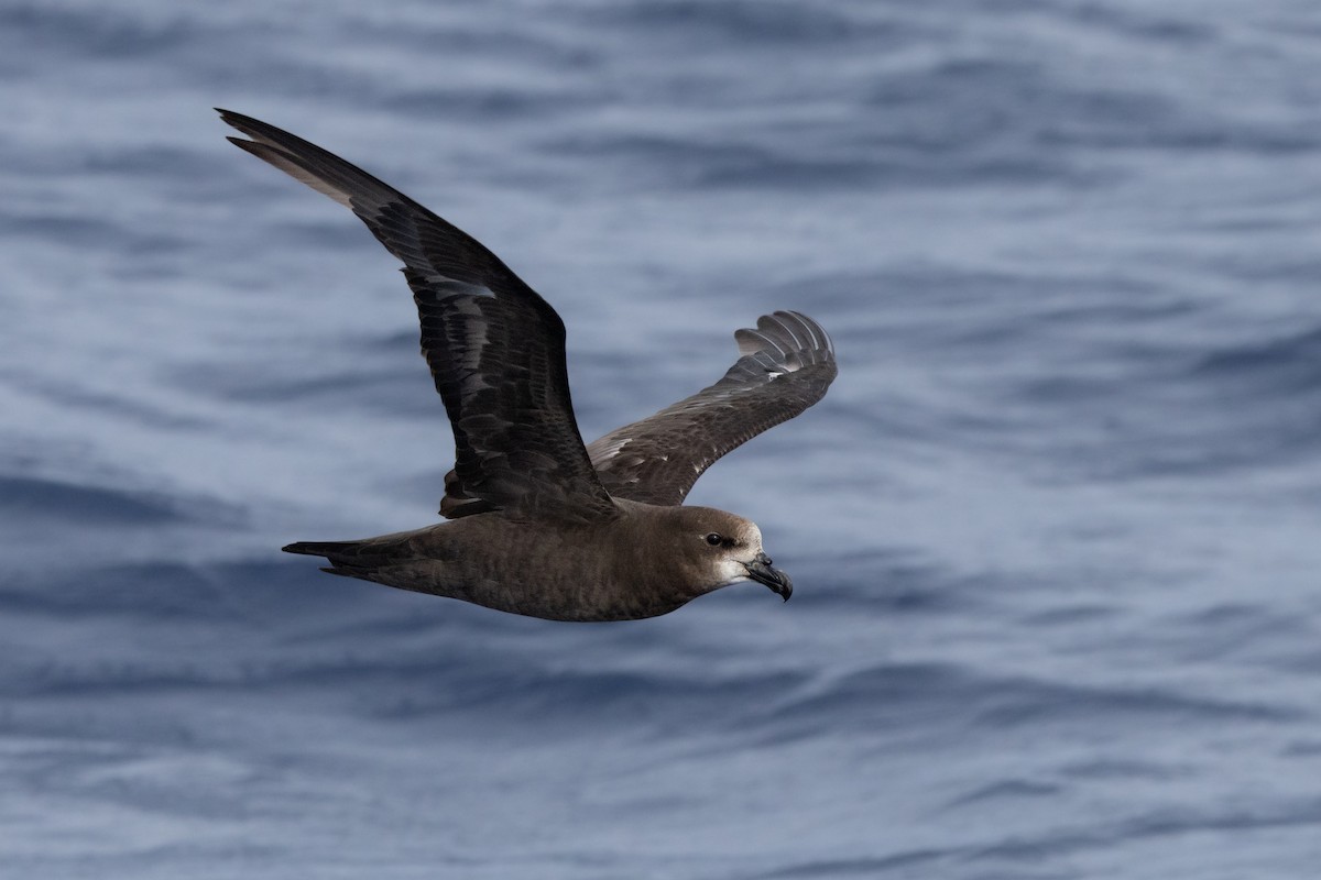 Gray-faced Petrel - ML646781869
