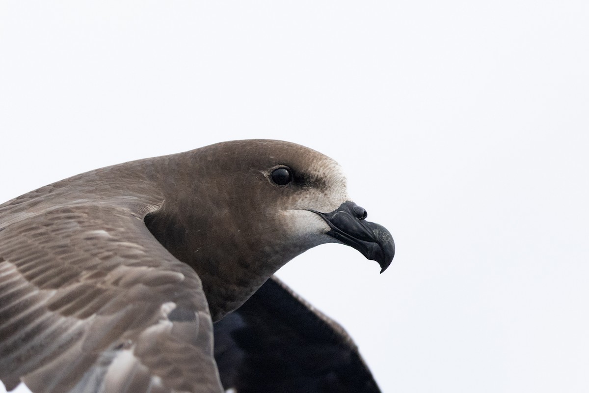 Gray-faced Petrel - ML646781870