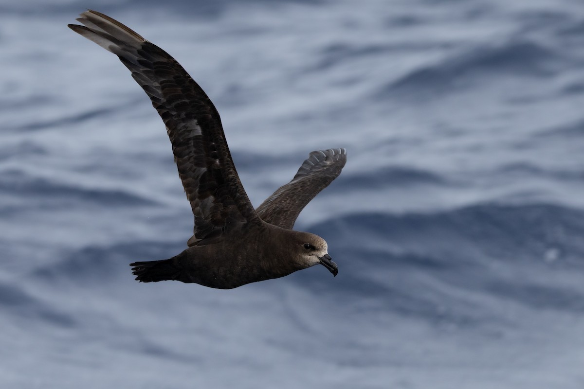 Gray-faced Petrel - ML646781871