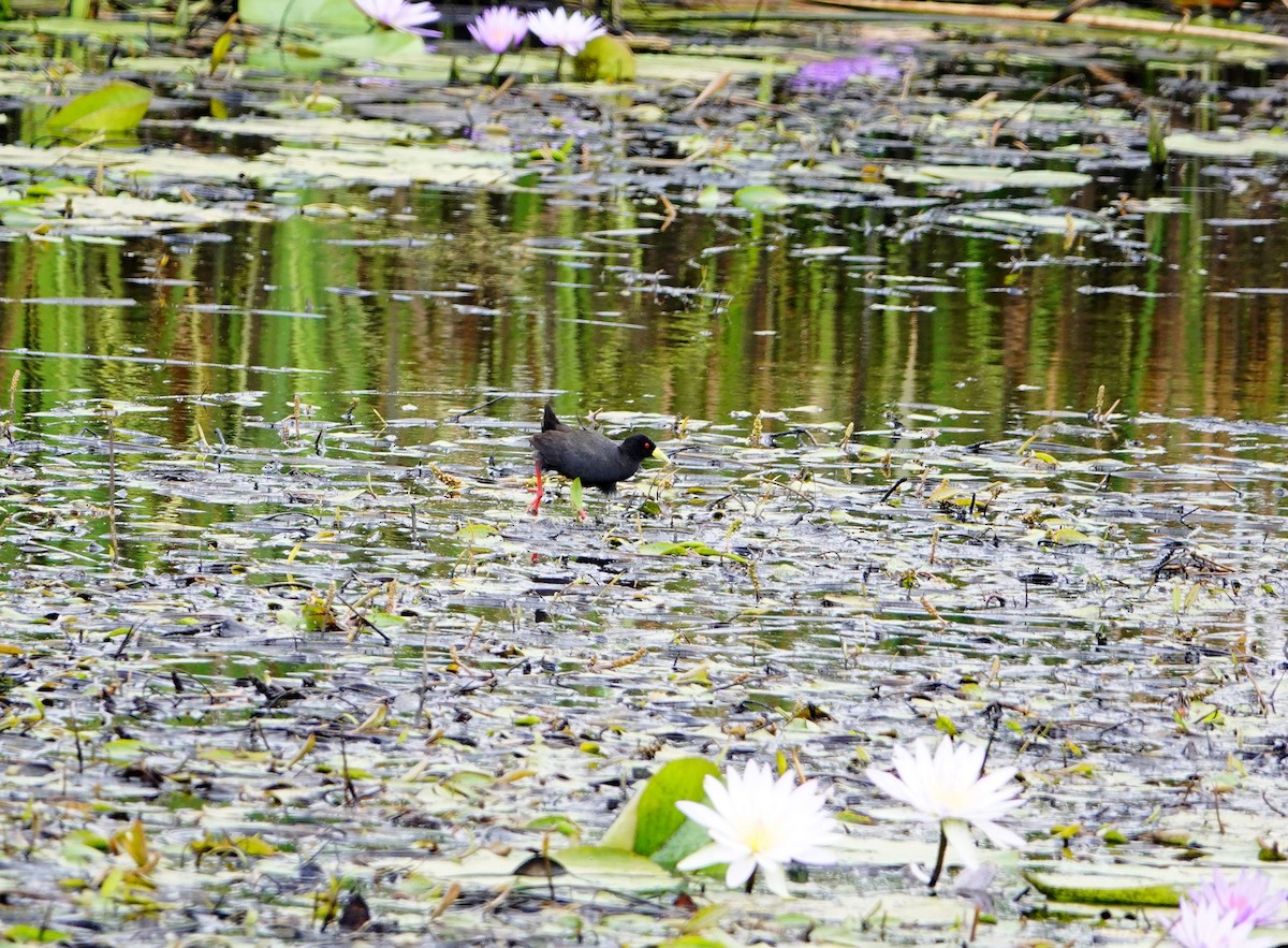 Black Crake - ML646781872