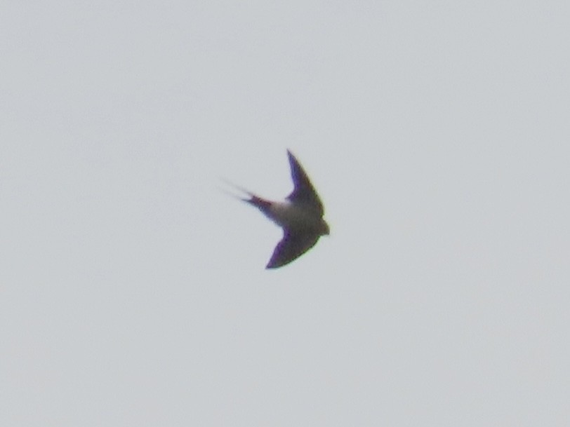 Eastern Red-rumped Swallow (Striated) - ML646781873