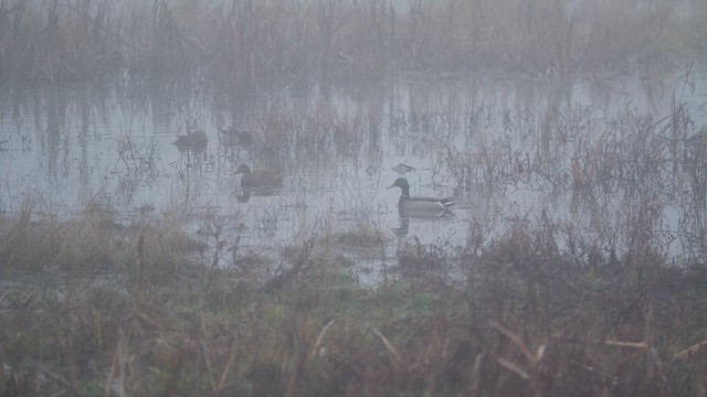 Mallard - ML646781875