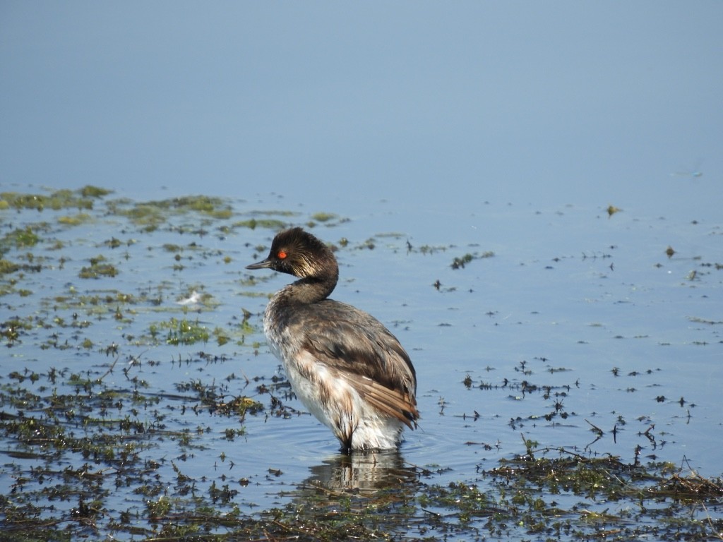 Черношейная поганка - ML646781876