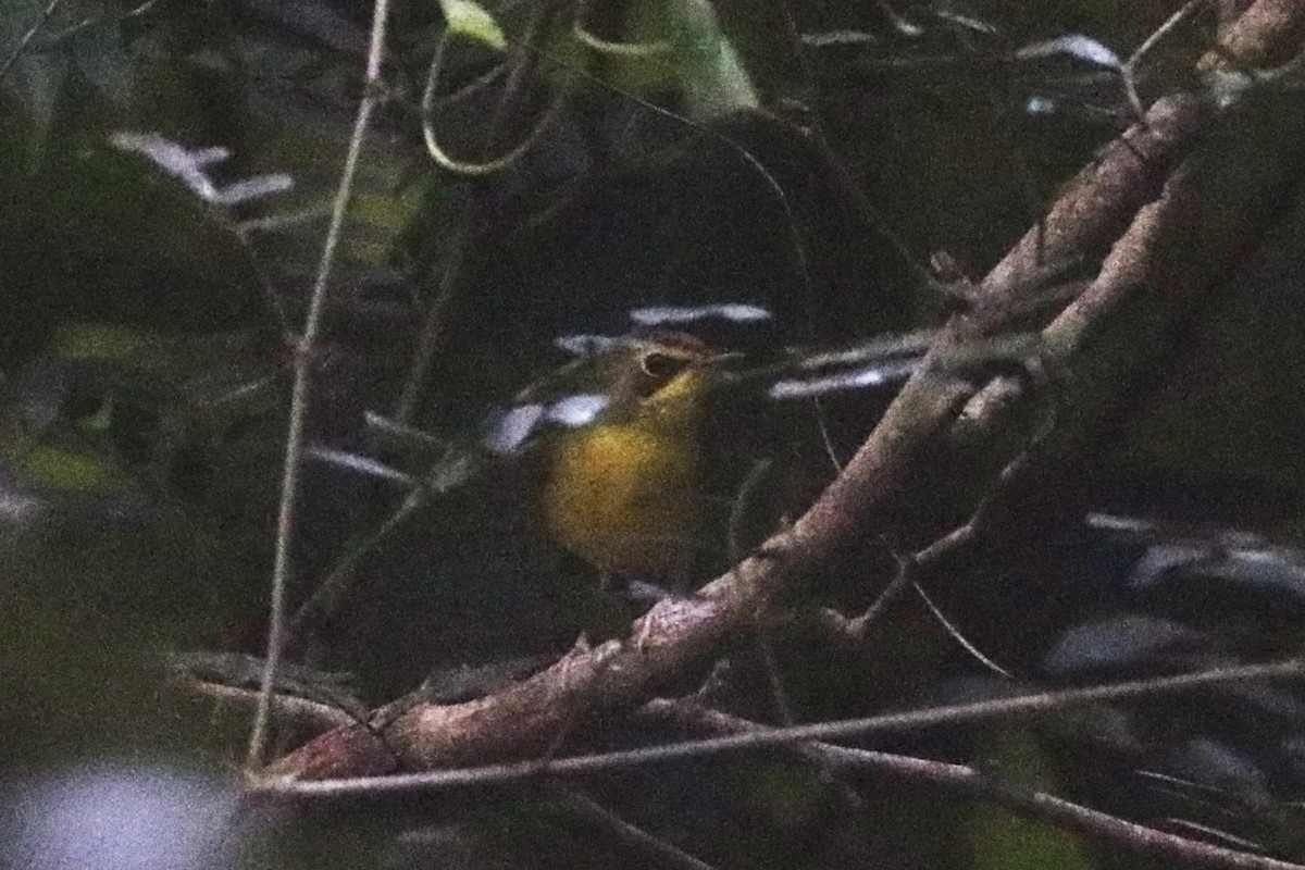 Kentucky Warbler - ML646781878