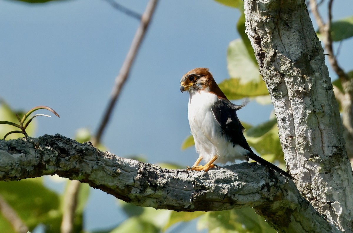 アジアコビトハヤブサ - ML646781879
