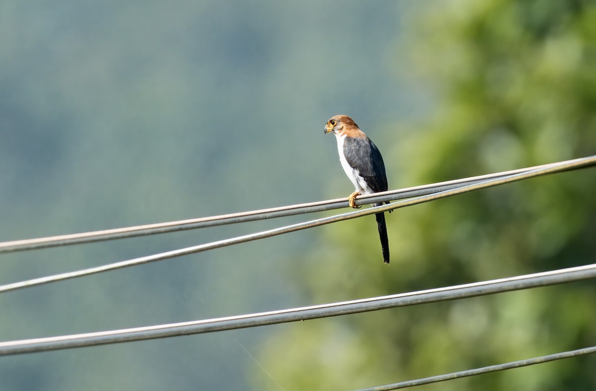 アジアコビトハヤブサ - ML646781880