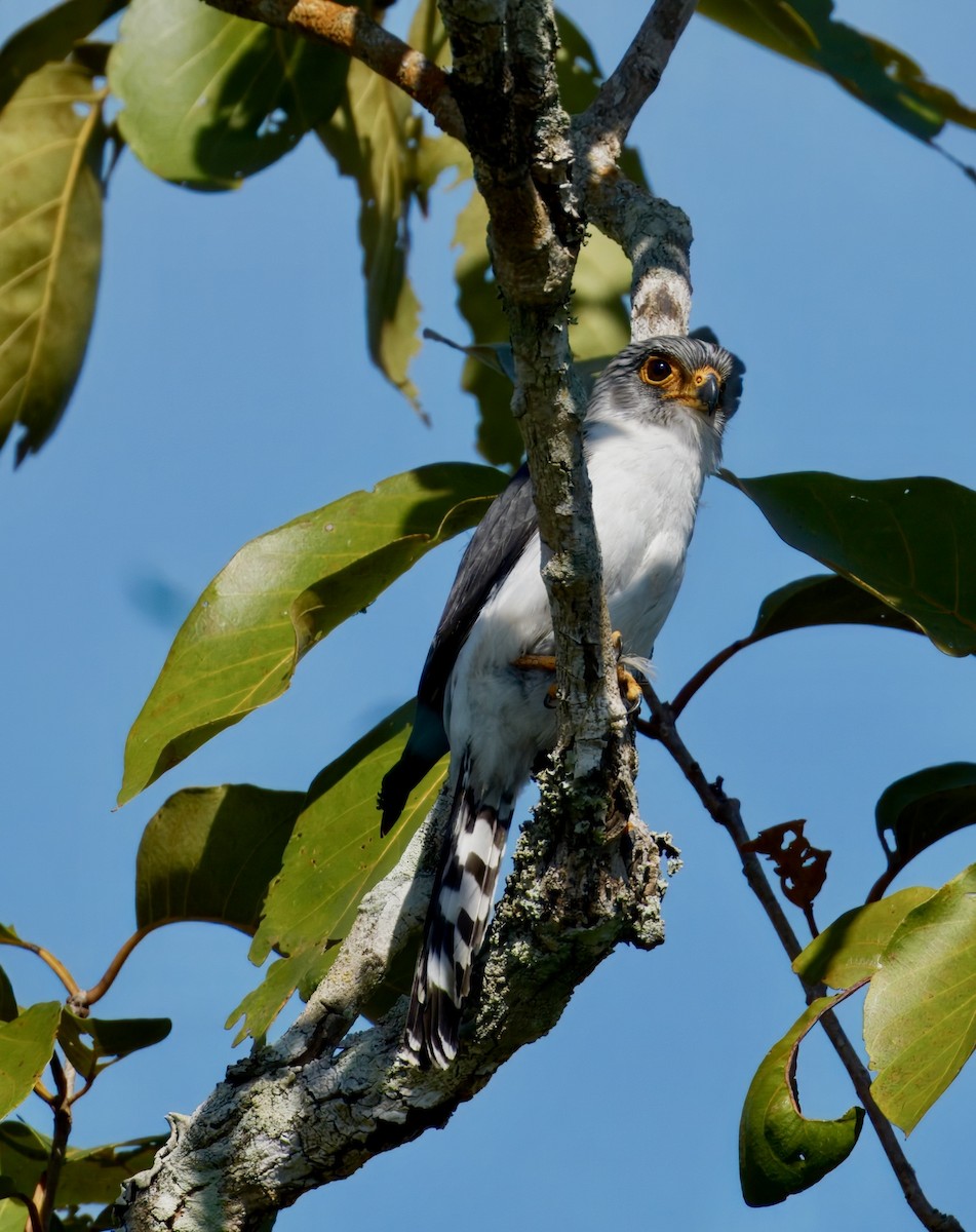 アジアコビトハヤブサ - ML646781881
