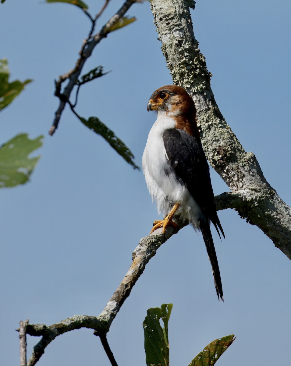 アジアコビトハヤブサ - ML646781882