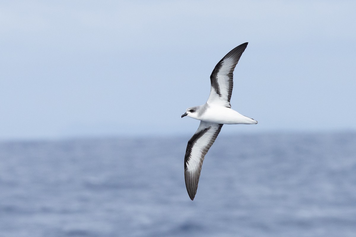 Black-winged Petrel - ML646781883