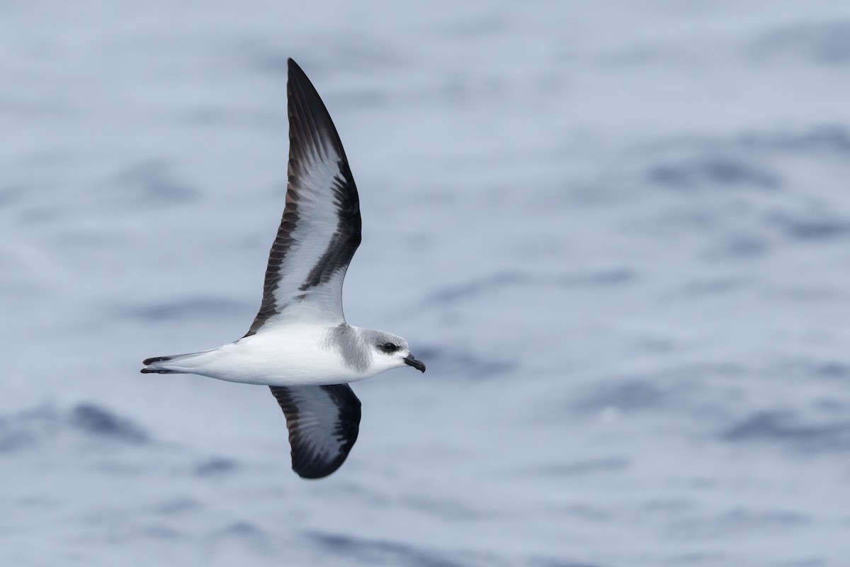 Black-winged Petrel - ML646781884