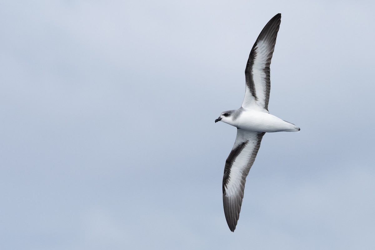 Black-winged Petrel - ML646781885