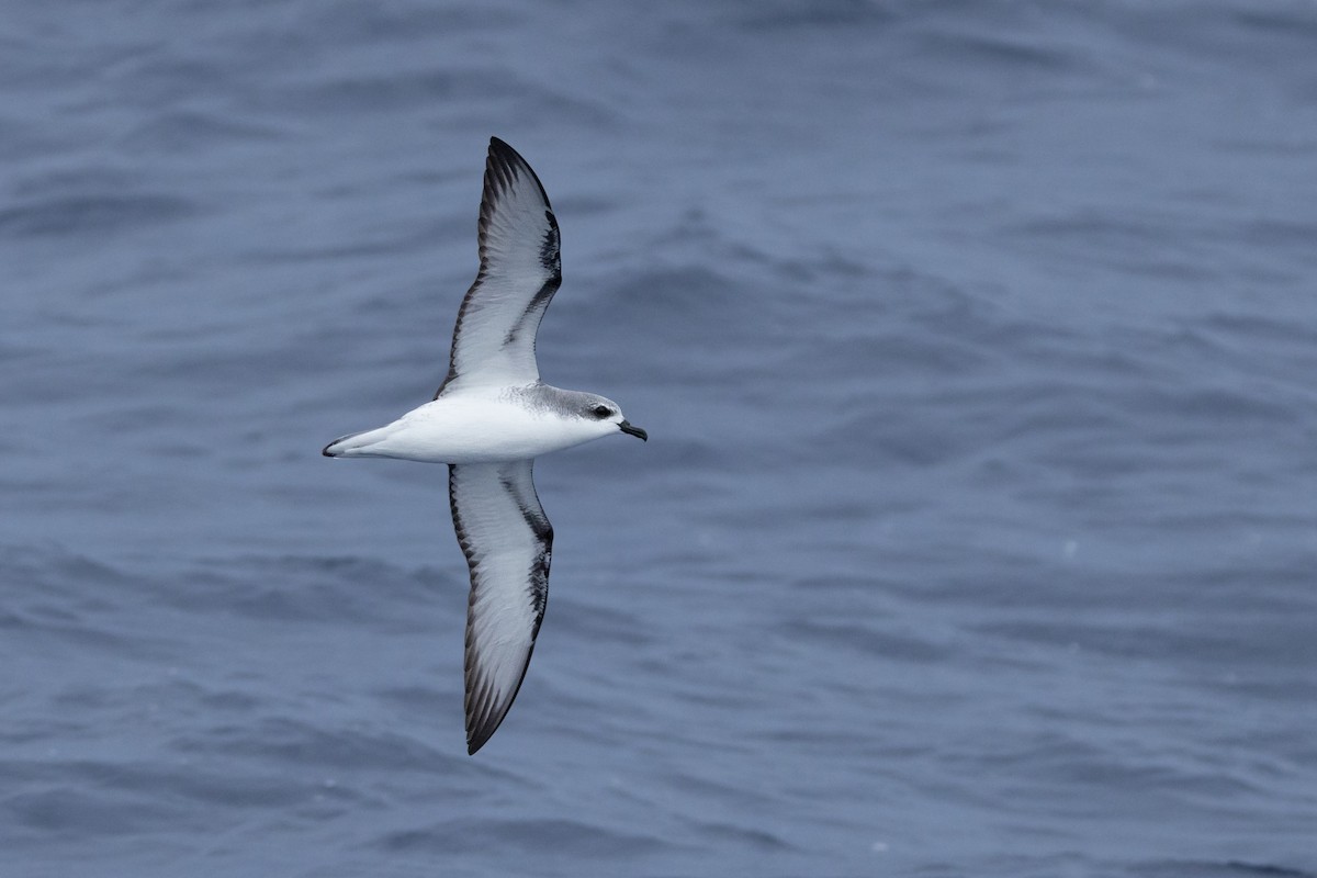 Cook's Petrel - ML646781887