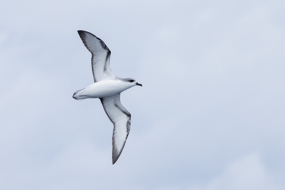 Cook's Petrel - ML646781889