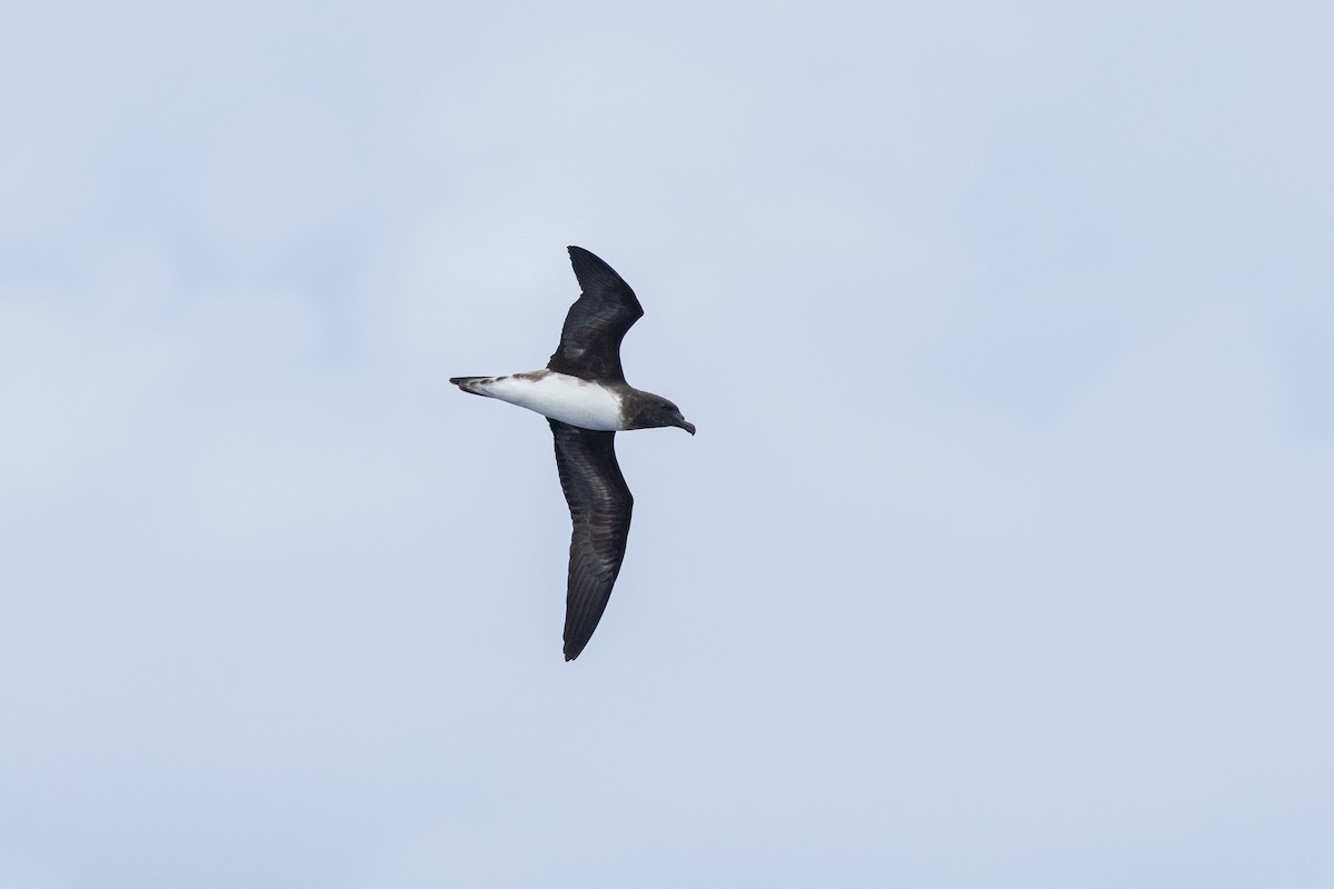 Tahiti Petrel - ML646781890