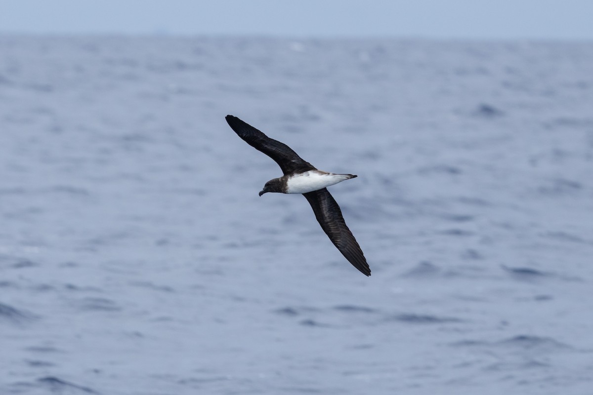 Tahiti Petrel - ML646781891